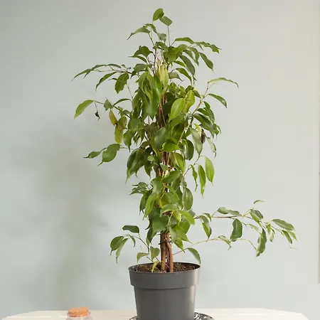 Appartamento 55m2 - 4 Personnes - Cosy - Proche Nausicaa Boulogne-sur-Mer